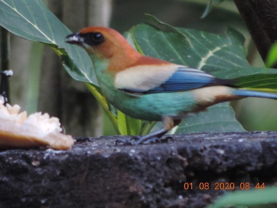 Pousada Dona Francisca 賓館 Florianopolis